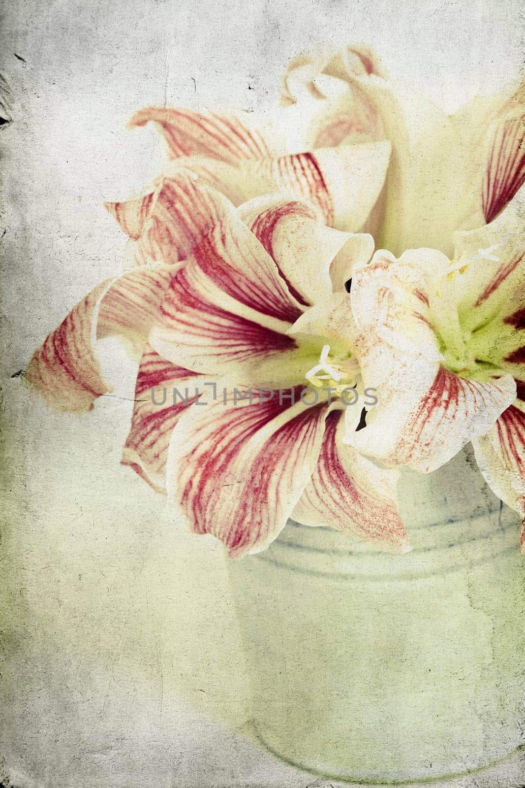 Vintage photo of lilly flowers in a bucket