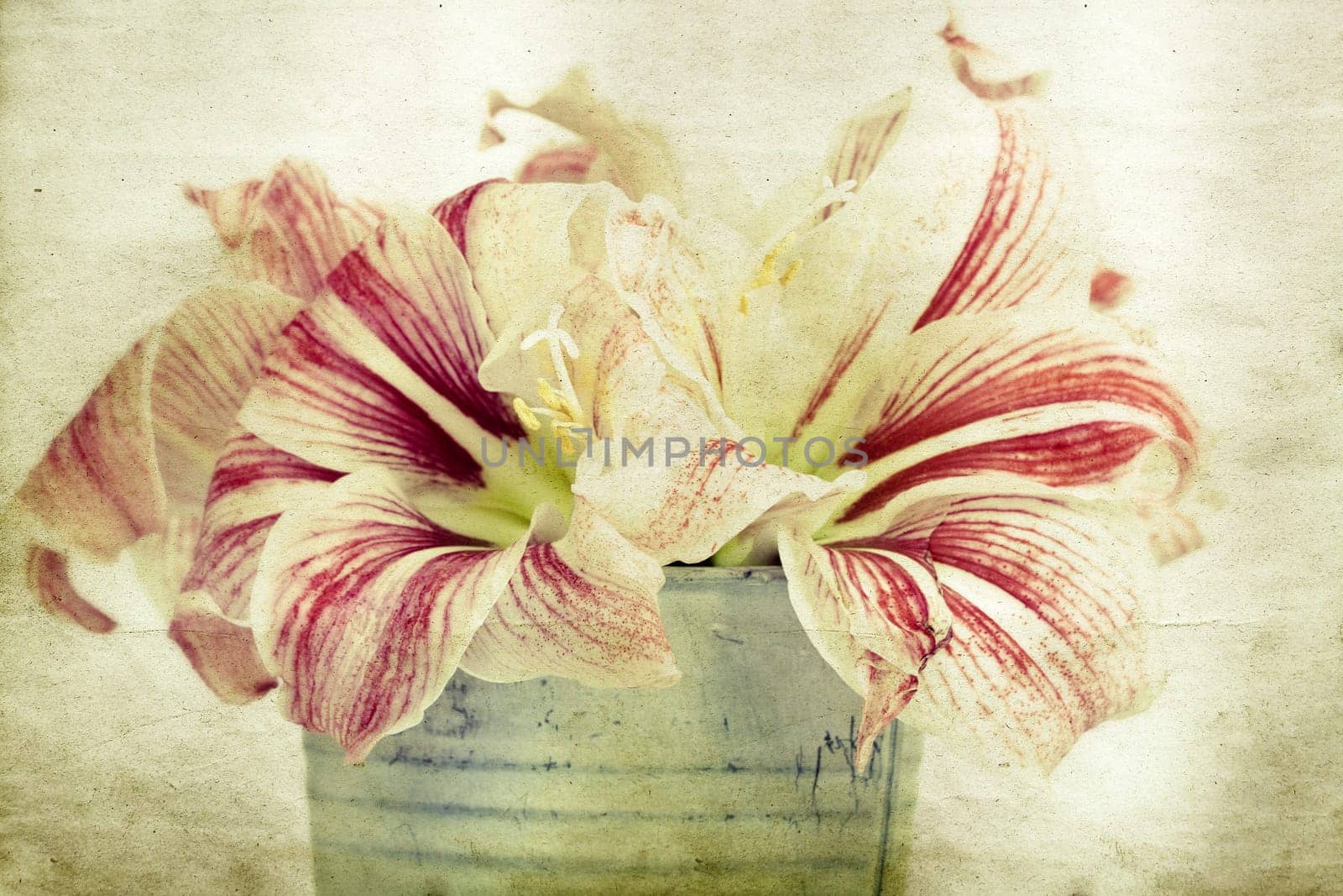 Vintage photo of lilly flowers in a bucket