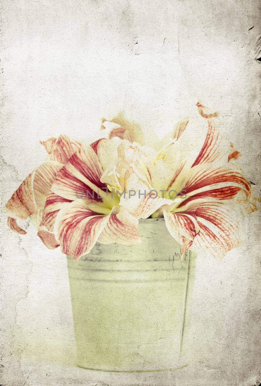 Vintage photo of lilly flowers in a bucket