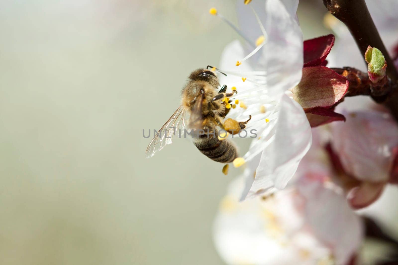 Honey bee enjoying peach blossom on a lovely spring day