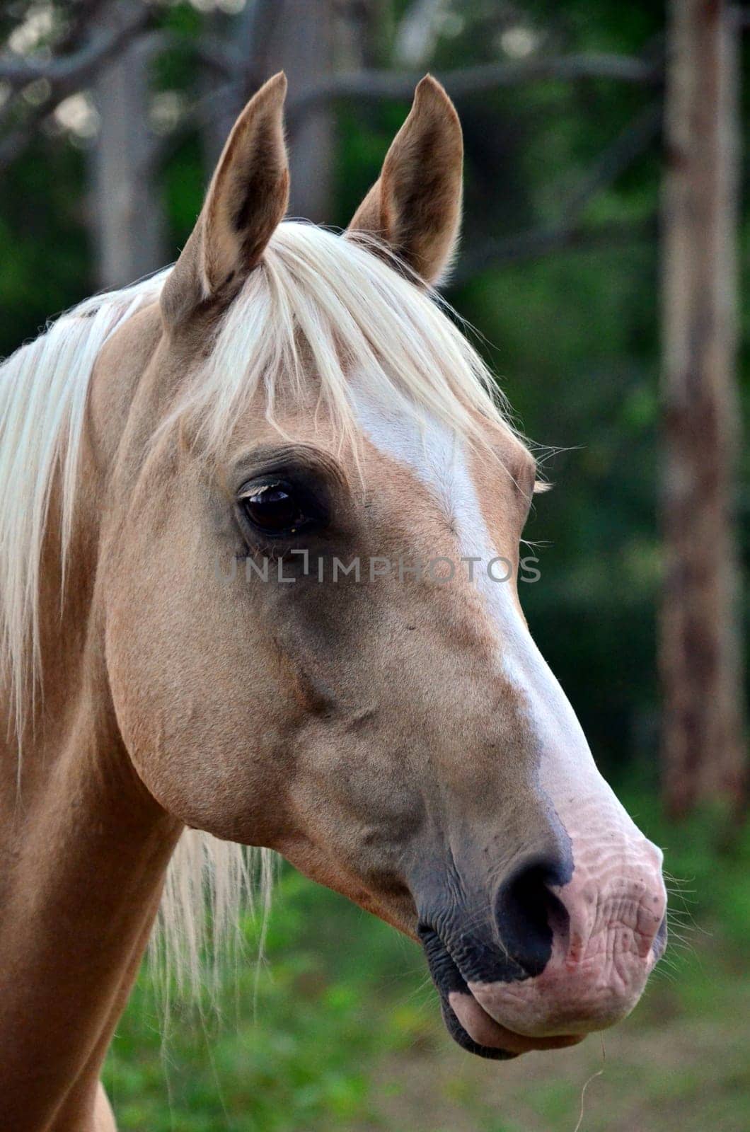 palomino quarterhorse,Arab