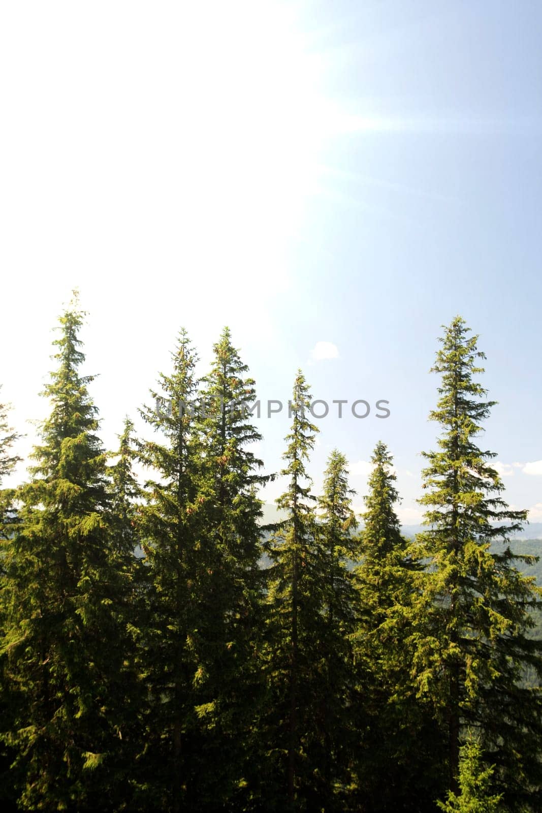 Mountains with green forest landscape.