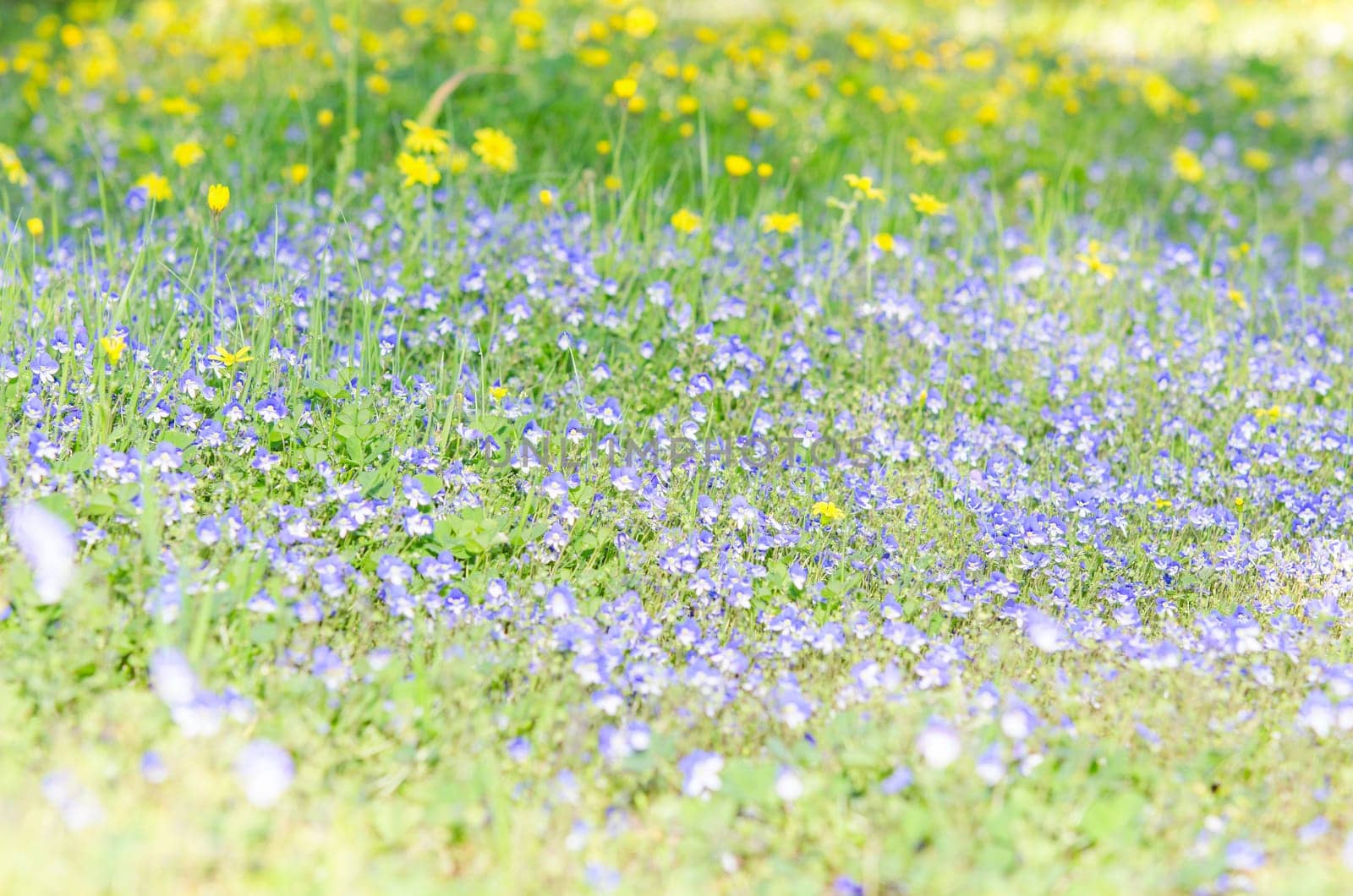 Blossoming field herbs with blue white small flowers on sunlit glade