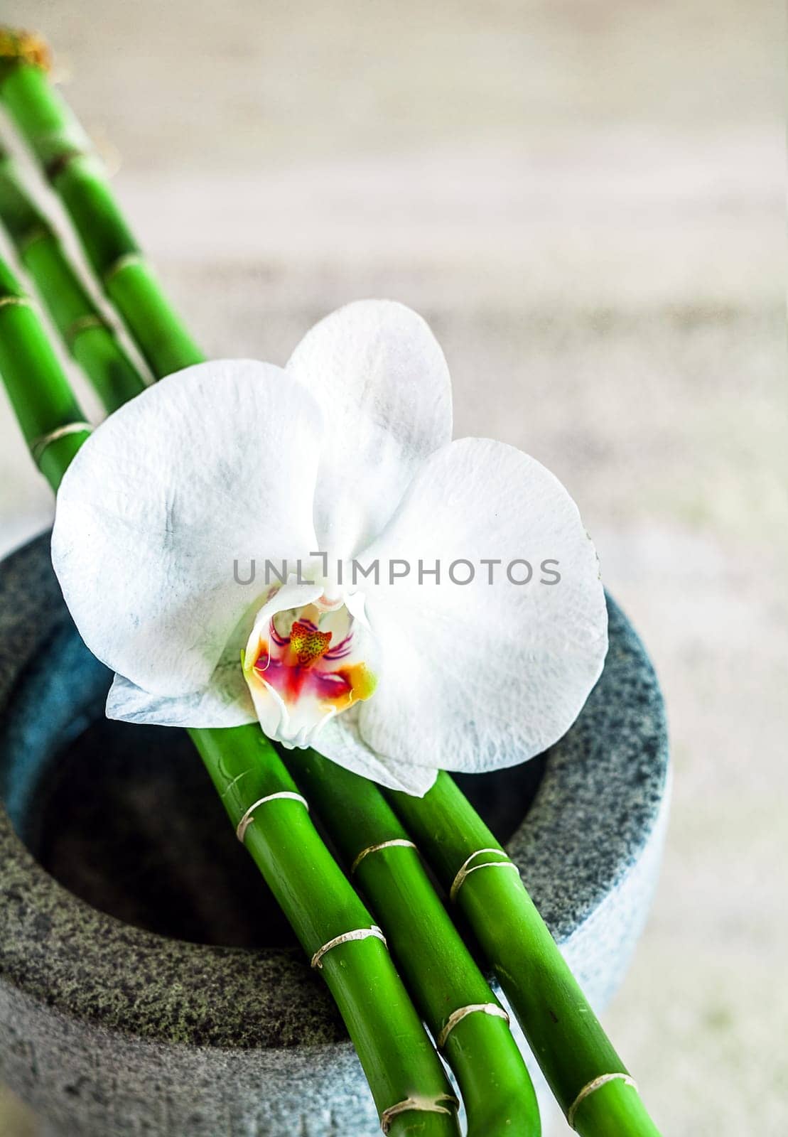 Fresh beautiful pure white orchid with green bamboo shoots lying on a stone container conceptual of alternative health, spa treatments amd wellness with shallow dof and copyspace
