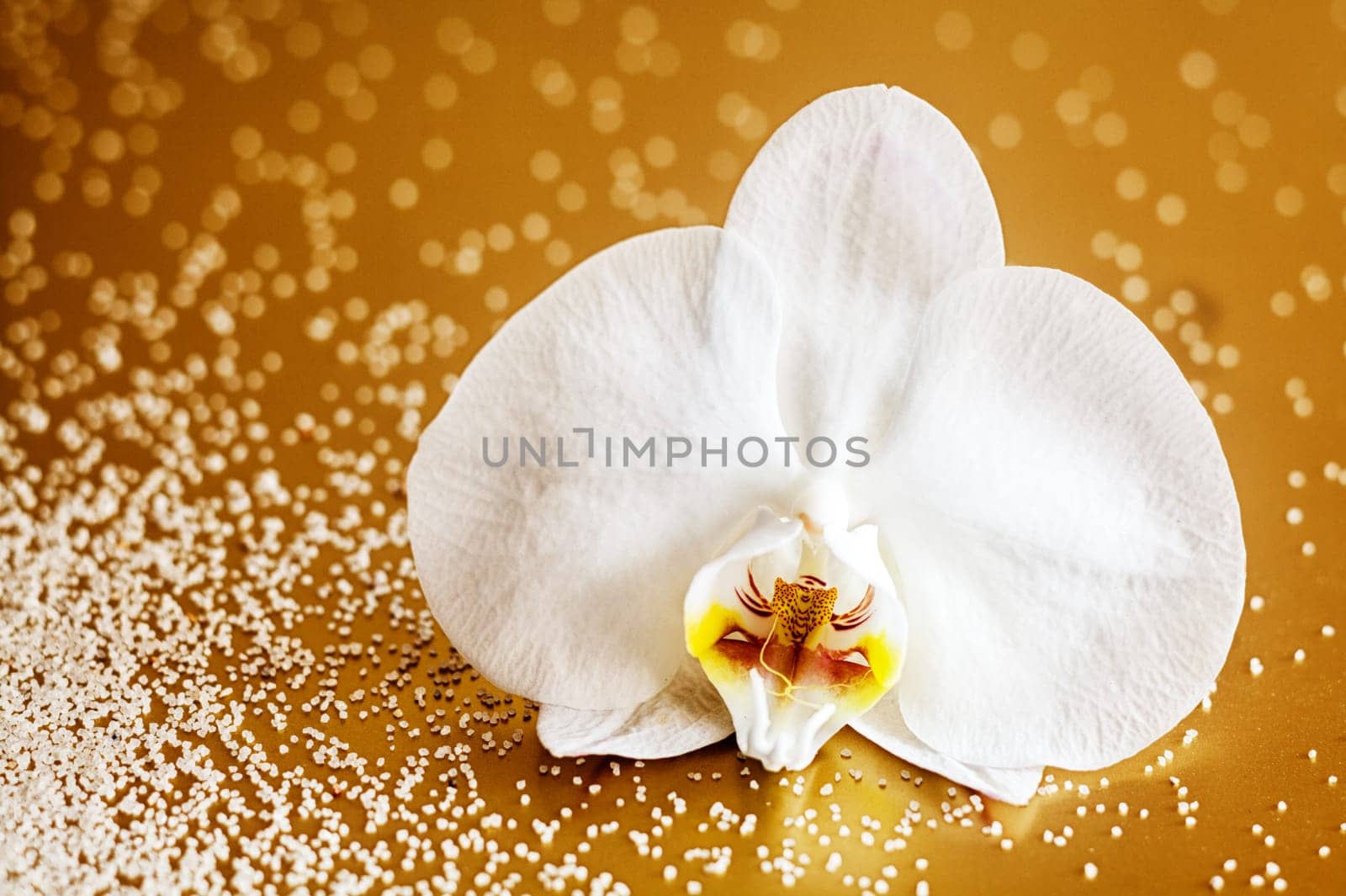 Beautiful fresh white phalaenopsis orchid symbolic of wellness and purity on a brown background with copyspace