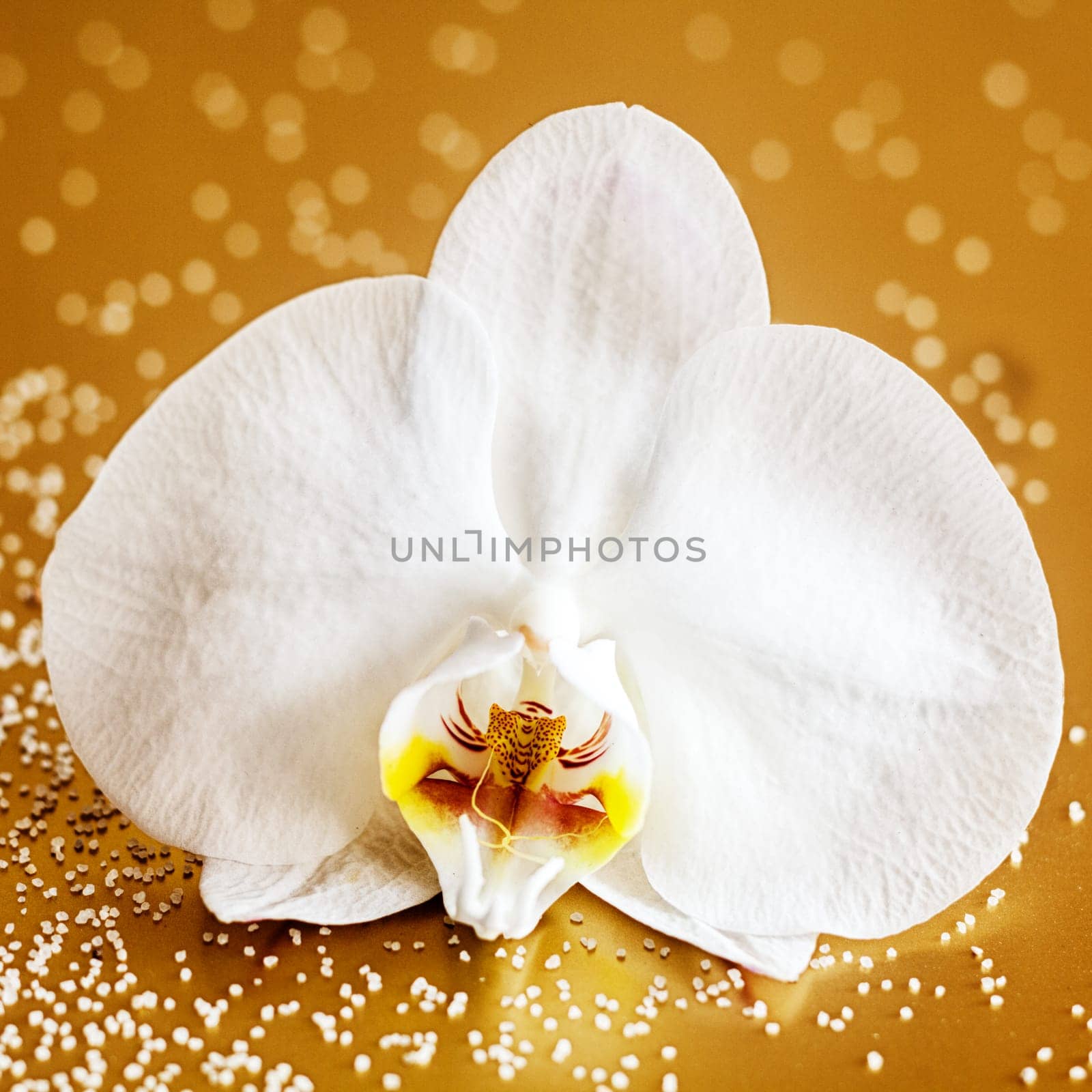 Closeup of a single beautiful white phalaenopsis orchid on a reflective brown background in square format
