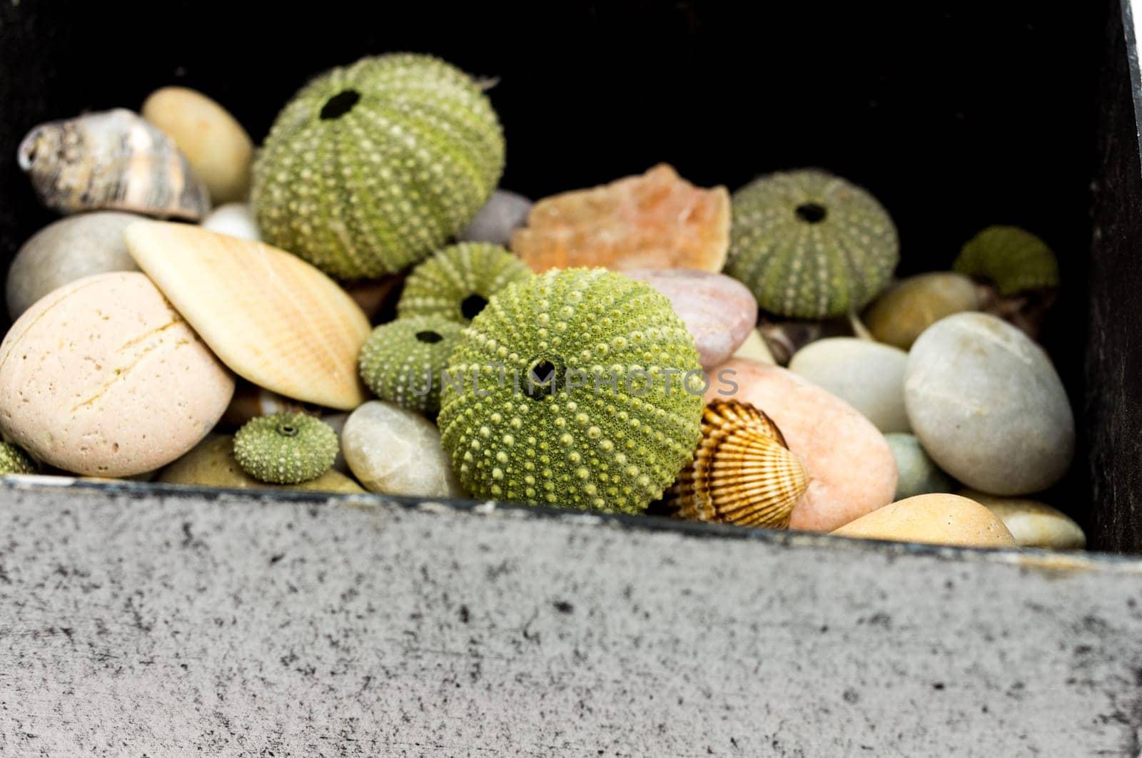 Shells in the box