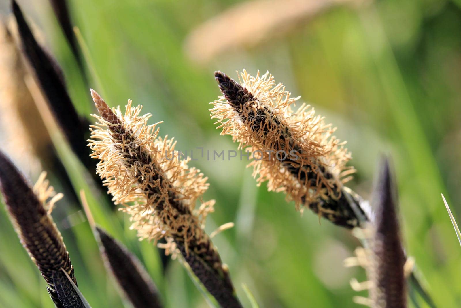 Flowering grasses