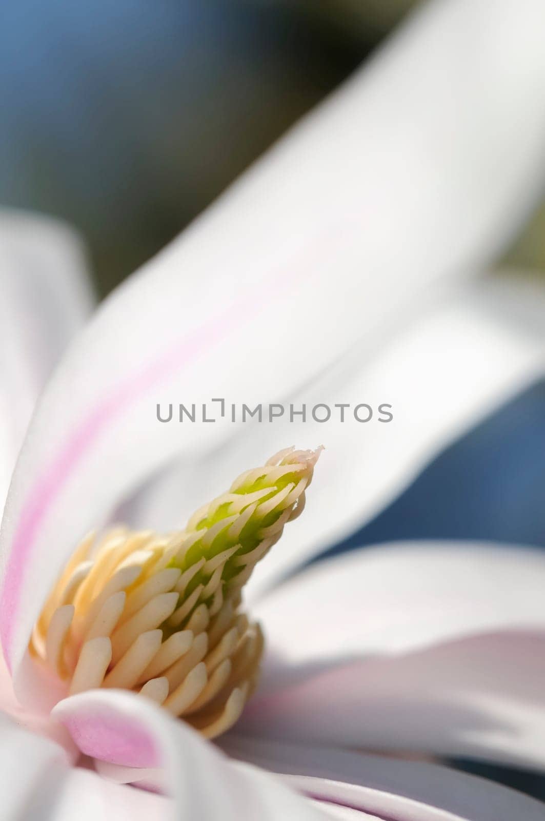 star magnolias