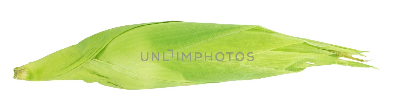 ear of corn isolated on a white background (with clipping work path)
