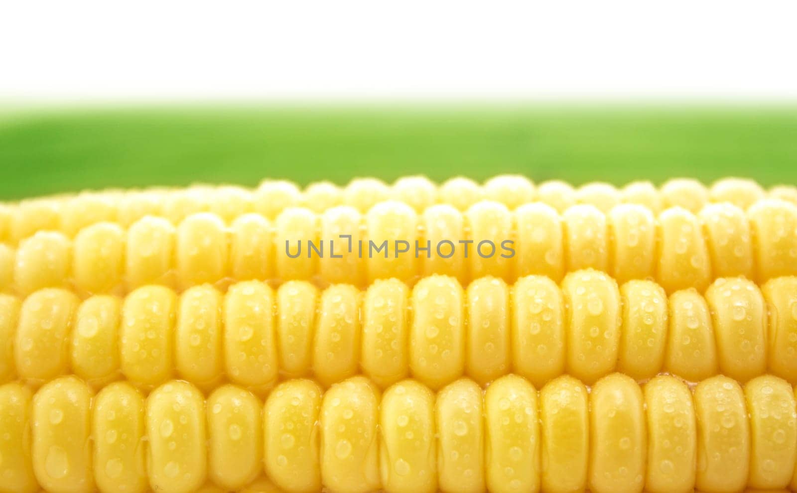 corn cob between green leaves .