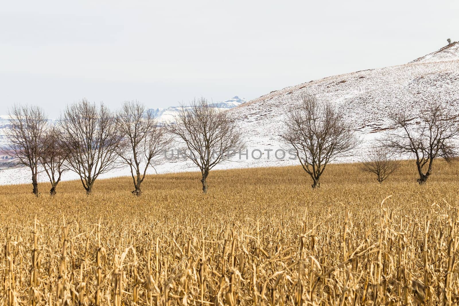 Agriculture farm of maize corn crops over the field of future food for the markets and economy.