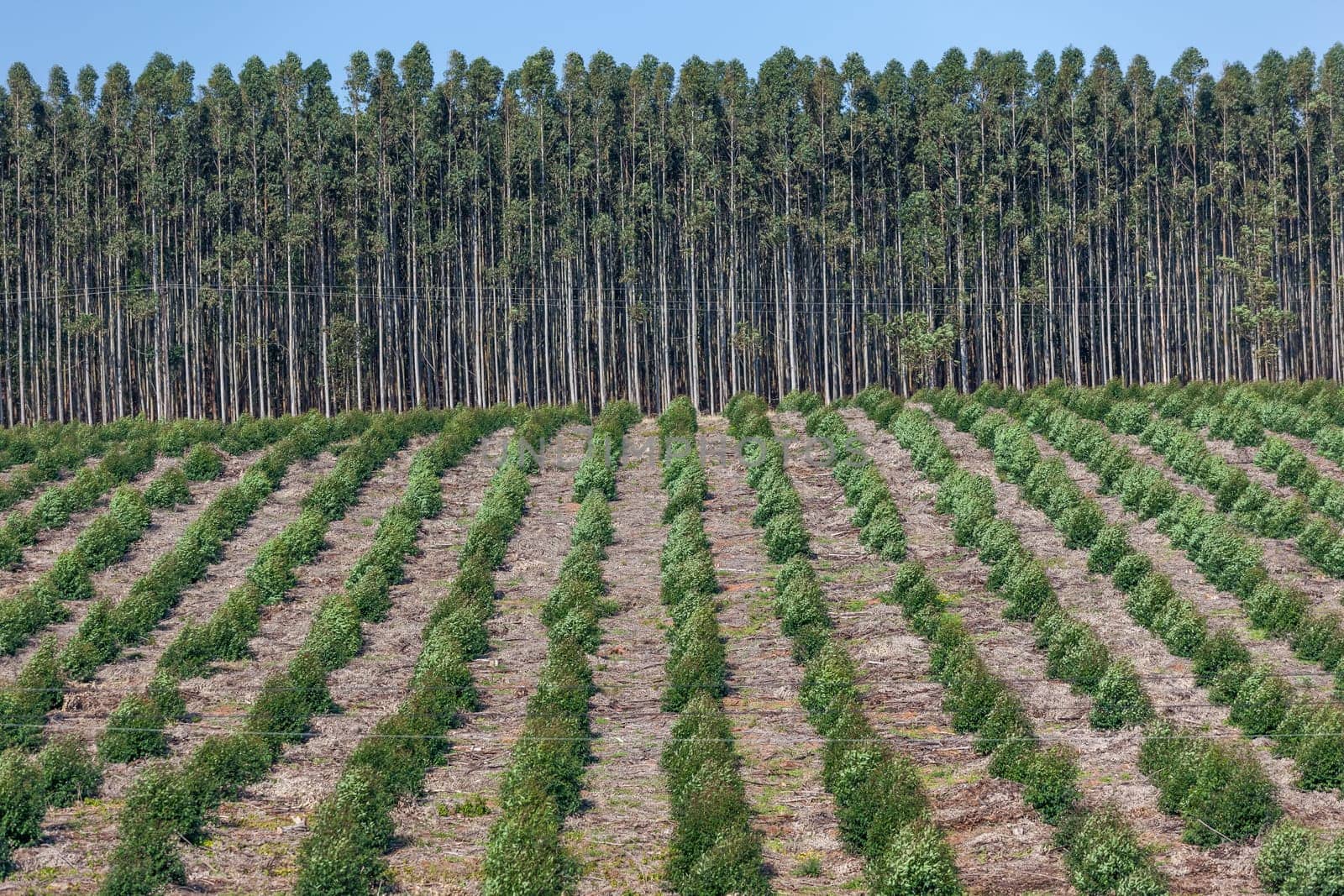 Tree Forest plantation landscape with young and maturing trees for harvest in agriculture industry