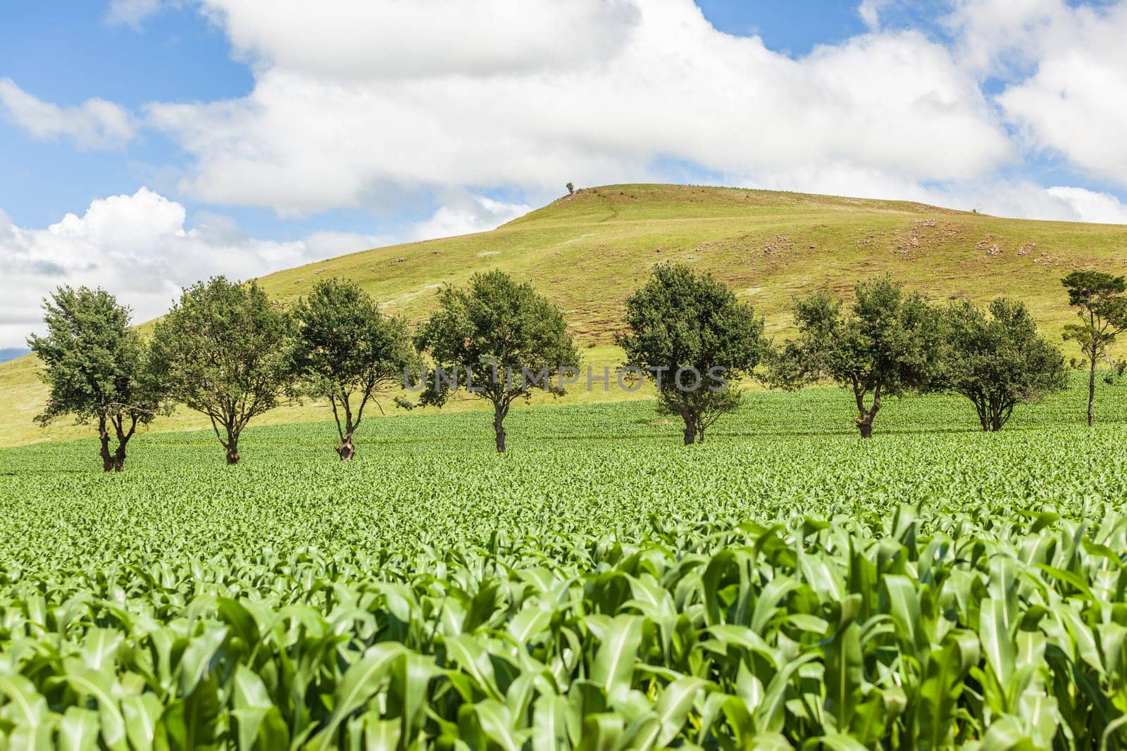 Agriculture farm of maize corn crops over the field of future food for the markets and economy.