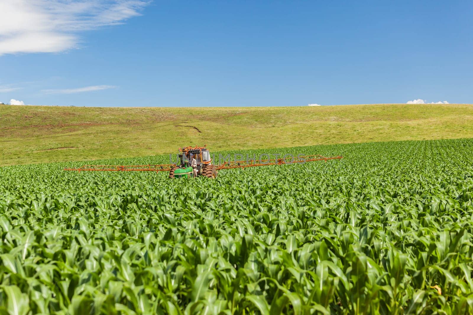 Agriculture farm of maize corn crops with tractor spraying treatments over the field of future food for the markets and economy.