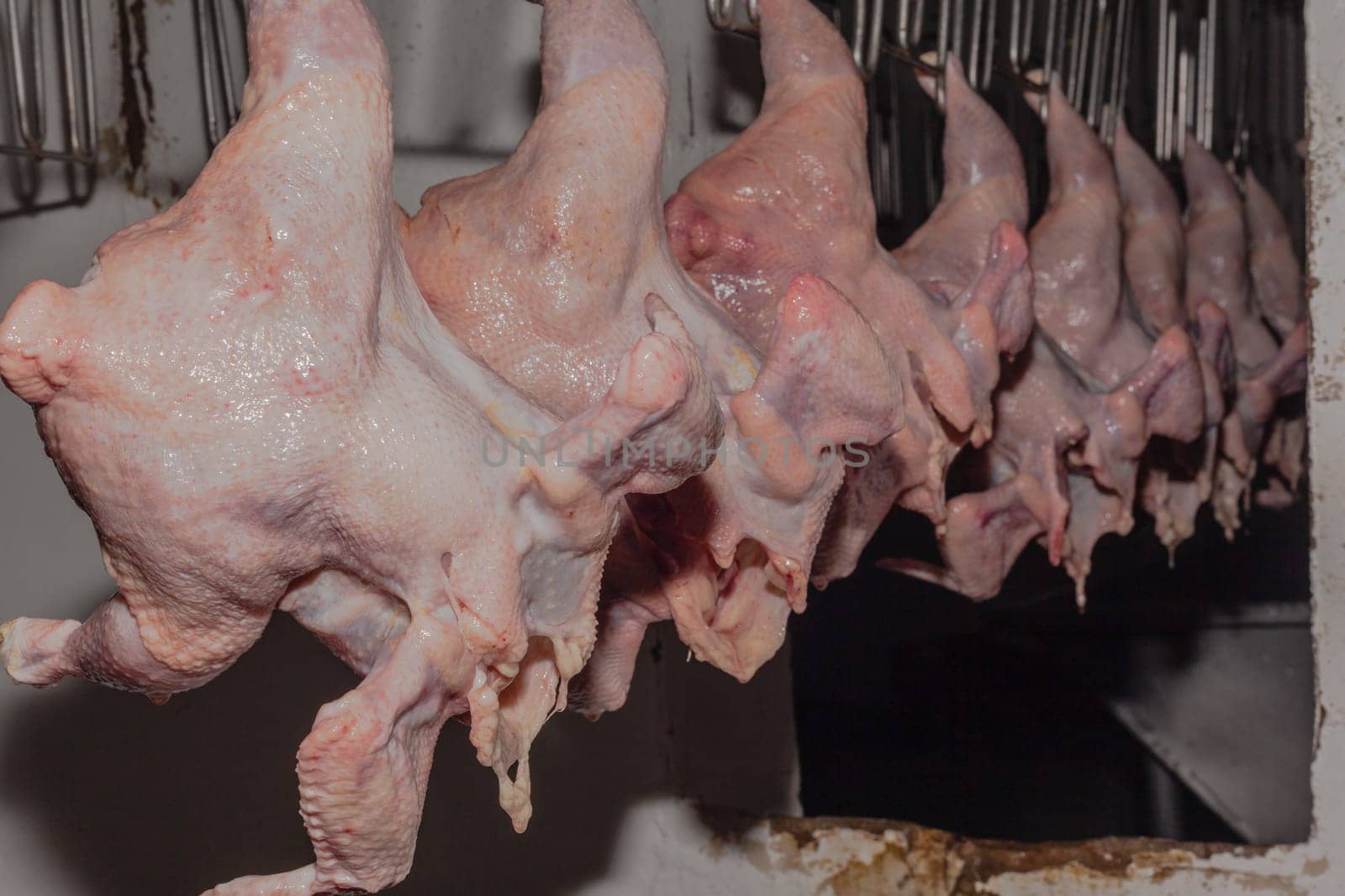 Agriculture poultry small scale abattoir with organic chickens ducks processed and packed for farmers market.