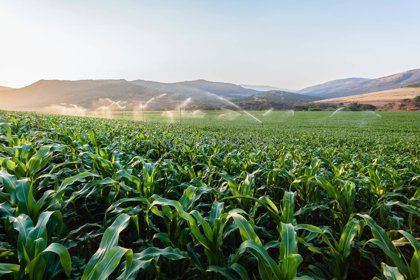 Agriculture young summer maize corn food crop with water irrigation sprinklers over the scenic landscape