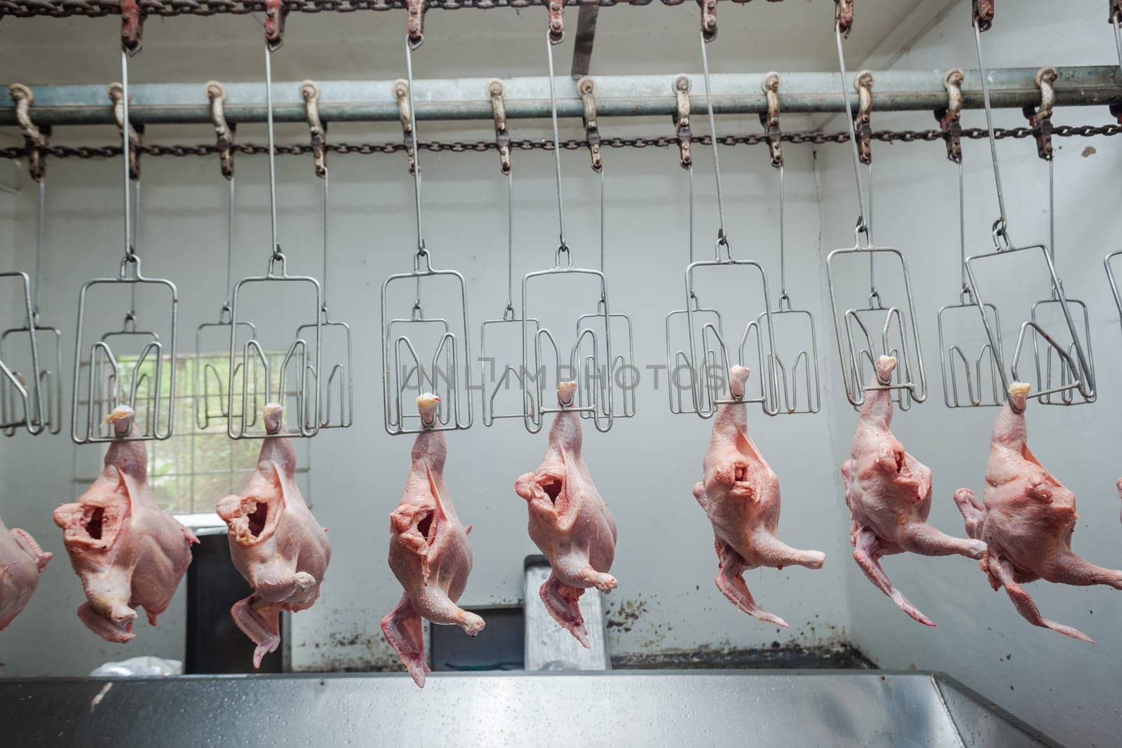 Agriculture poultry small scale abattoir with organic chickens ducks processed and packed for farmers market.