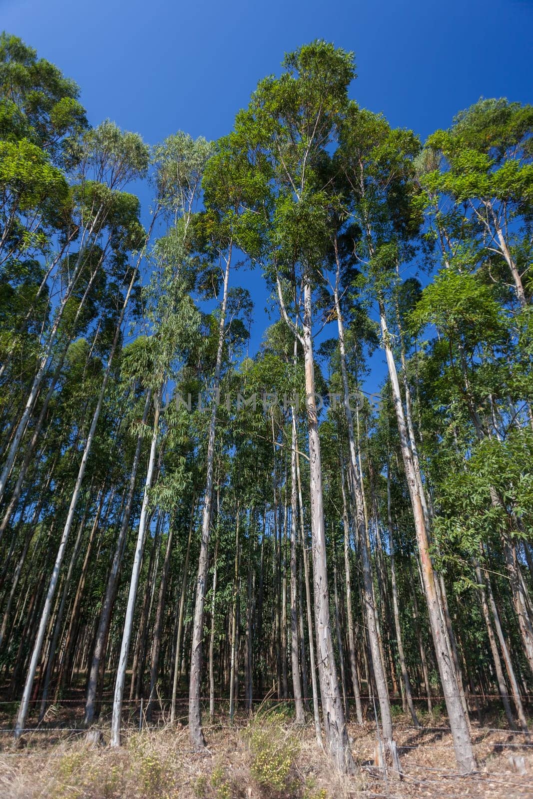 Trees growing high into blue sky on agriculture forest plantations