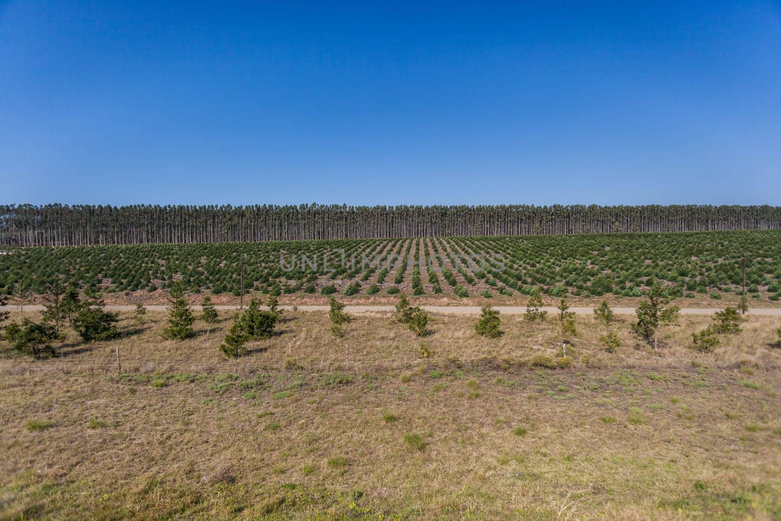 Trees growing high into blue sky on agriculture forest plantations