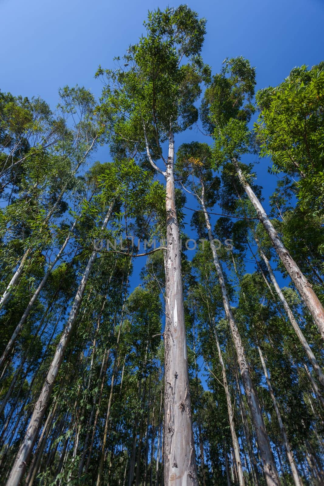 Trees growing high into blue sky on agriculture forest plantations