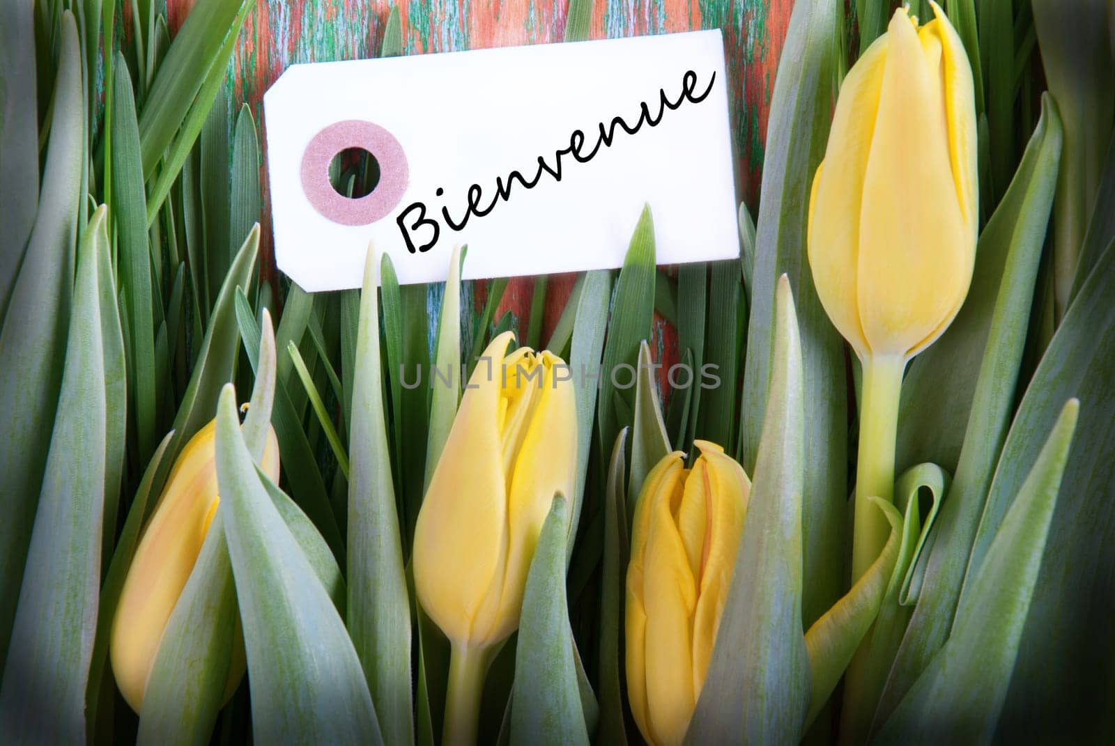 A Background with Yellow Tulips and the French Word Bienvenue, which means Welcome, on a label