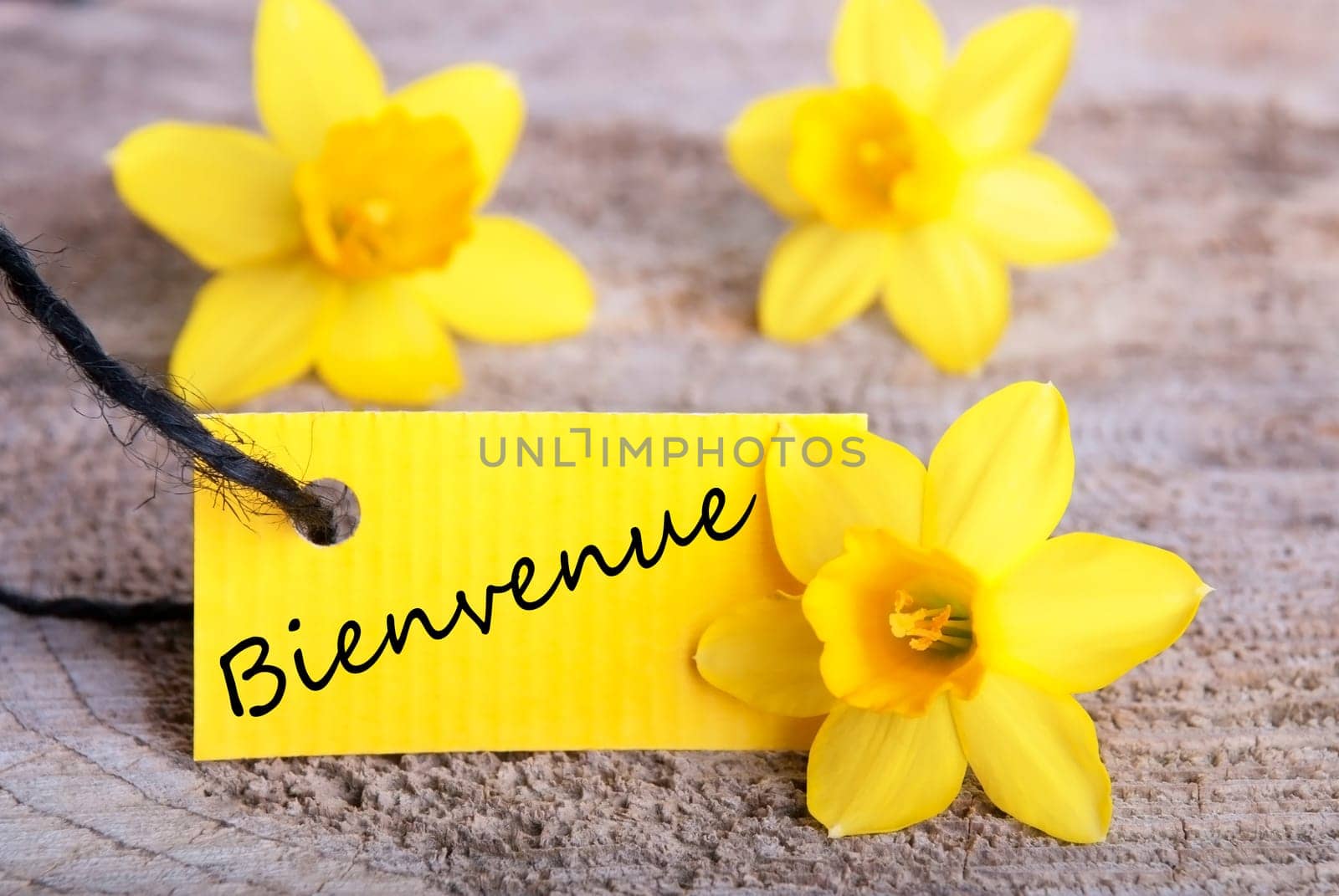 Tag With Bienvenido, yellow Spring Background with Daffodils