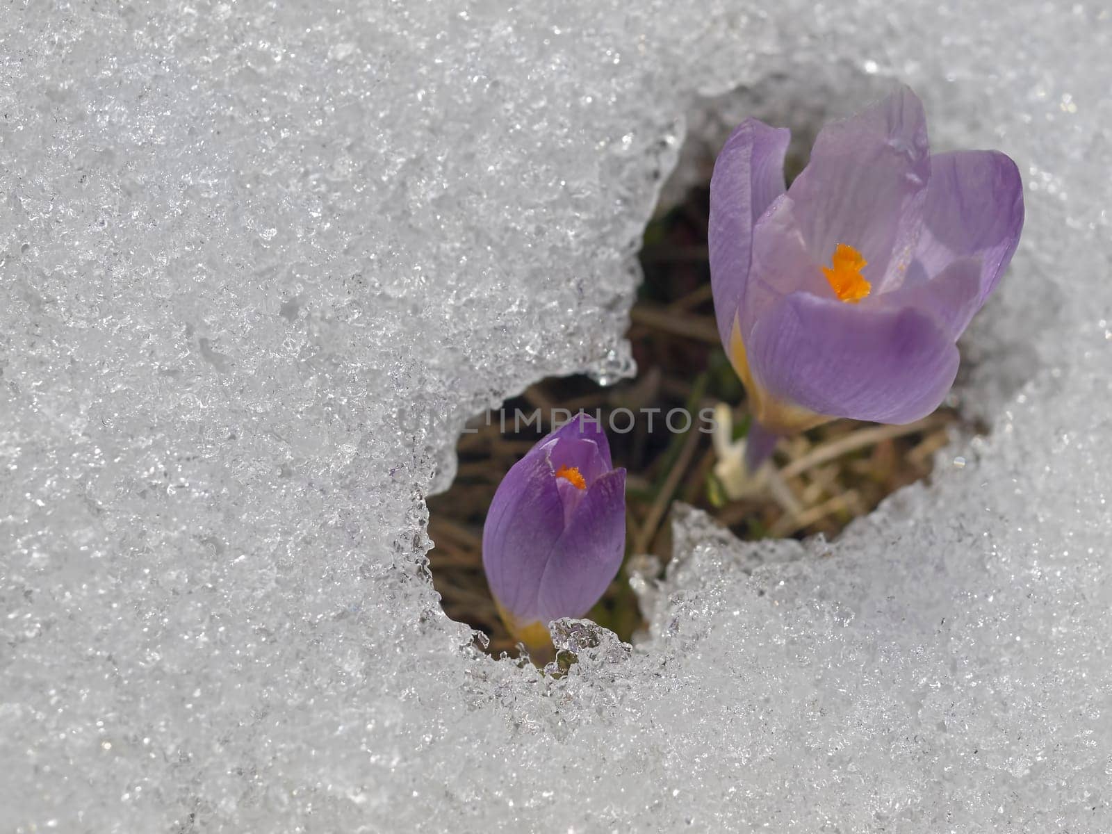 Crocus flower macro in snow