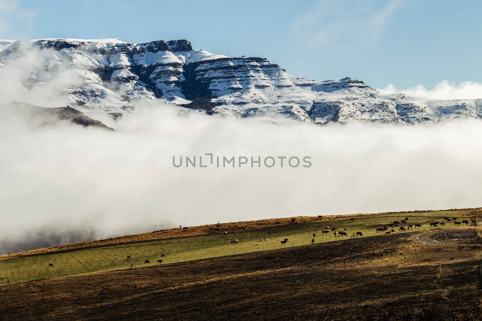Mountains snow mist rising over rugged terrain with color contrast and cattle over the scenic landscape