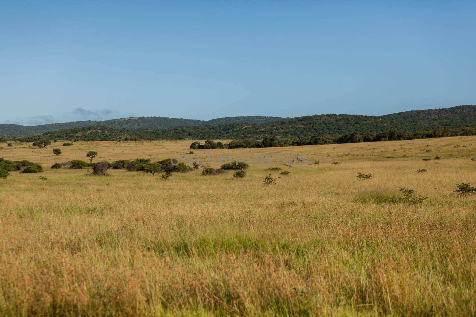 Grass lands savannah thick bush vegetation in wilderness wildlife terrain