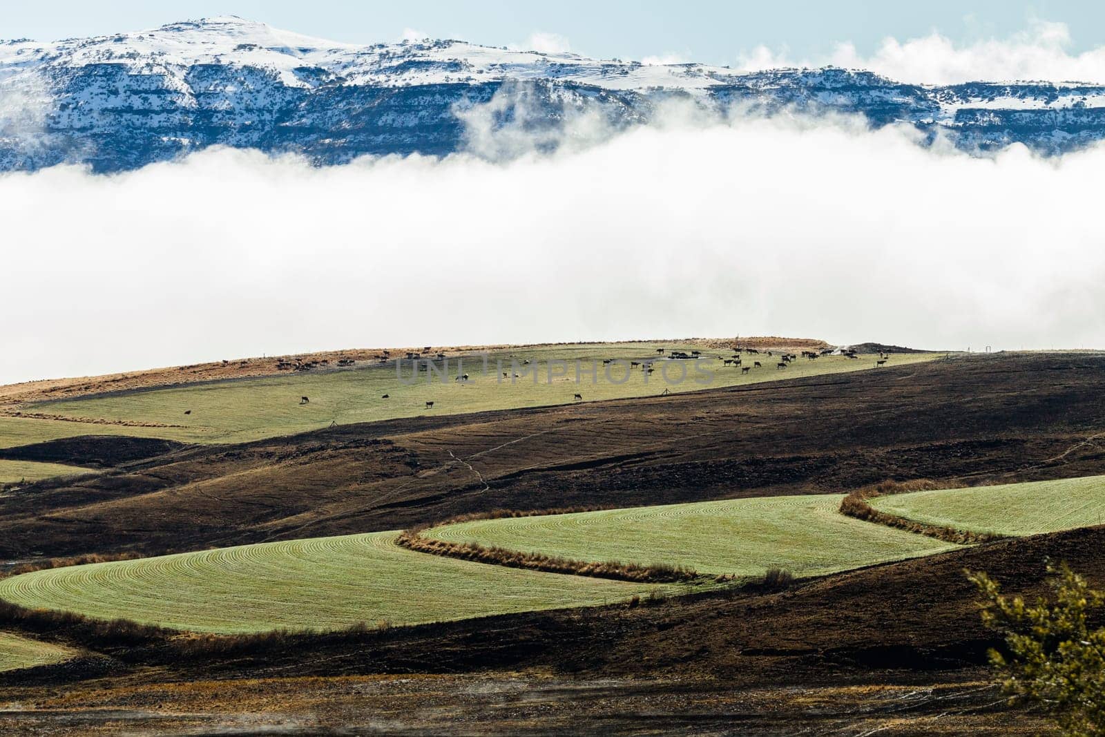 Mountains snow mist rising over rugged terrain with color contrast and cattle over the scenic landscape