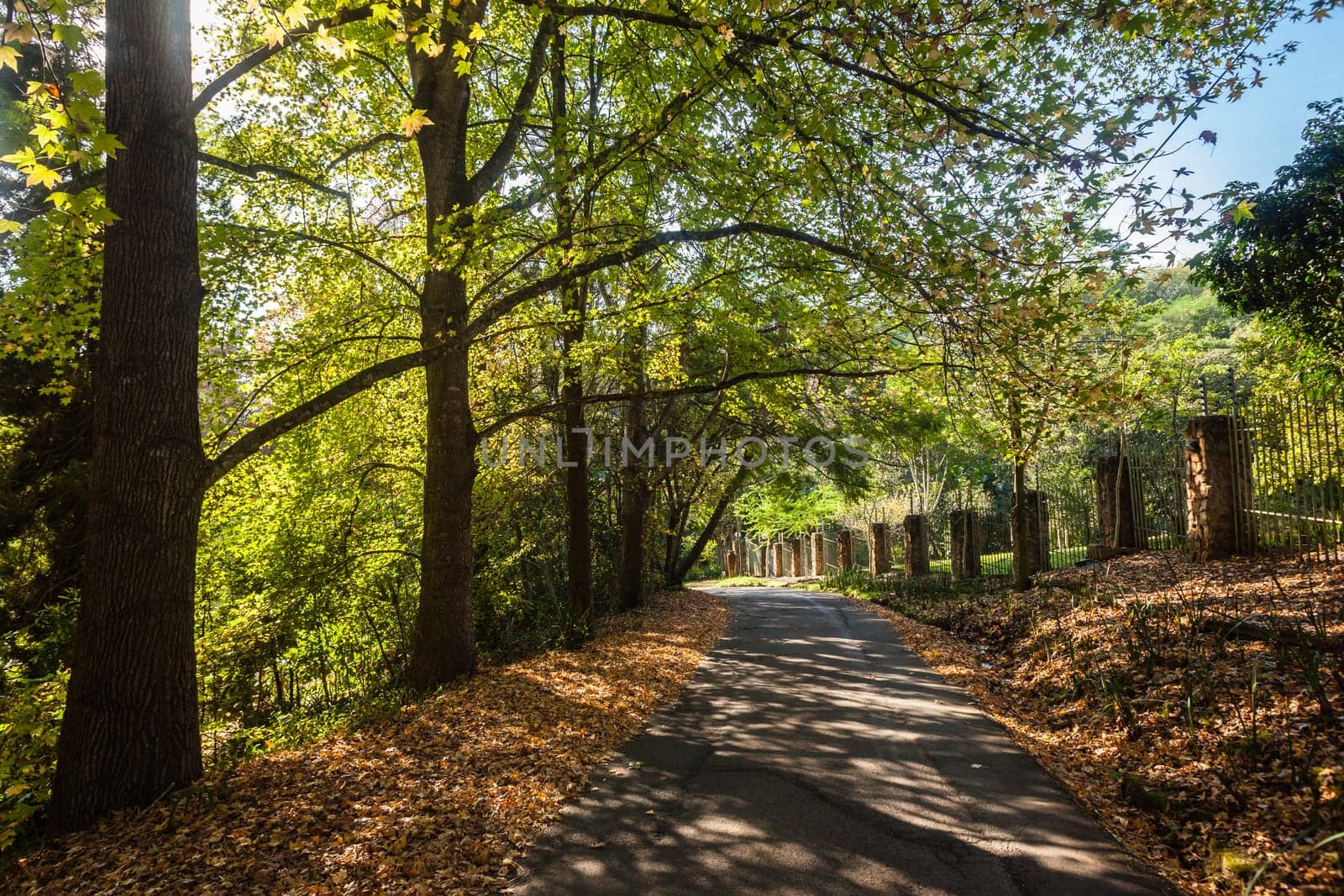 Trees in season change from summer to autumn with color contrasts on narrow rural countryside road.