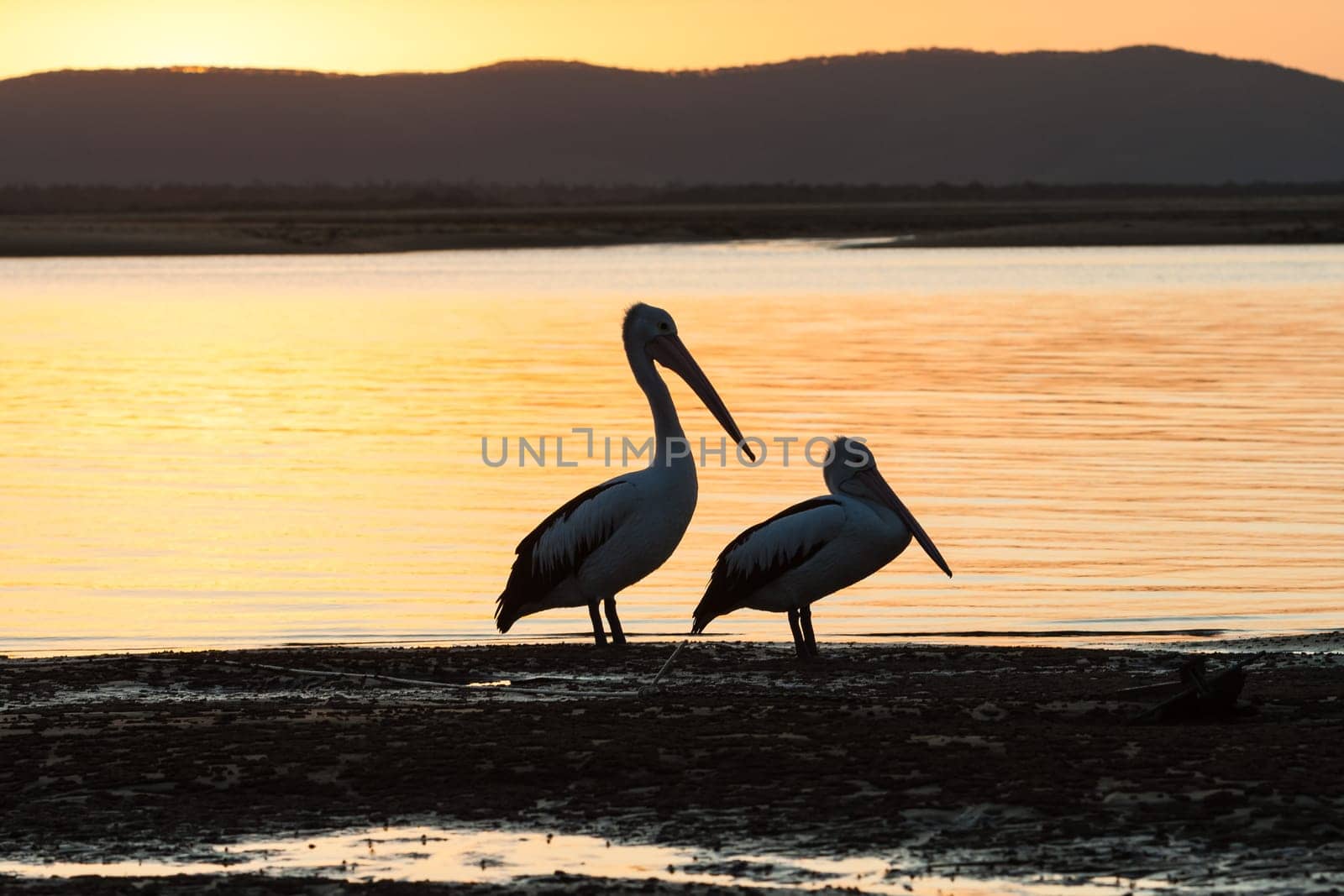 Birds pelicans and seagull living in habitat on blue waters river lagoon in tropics daytime and sunsets.