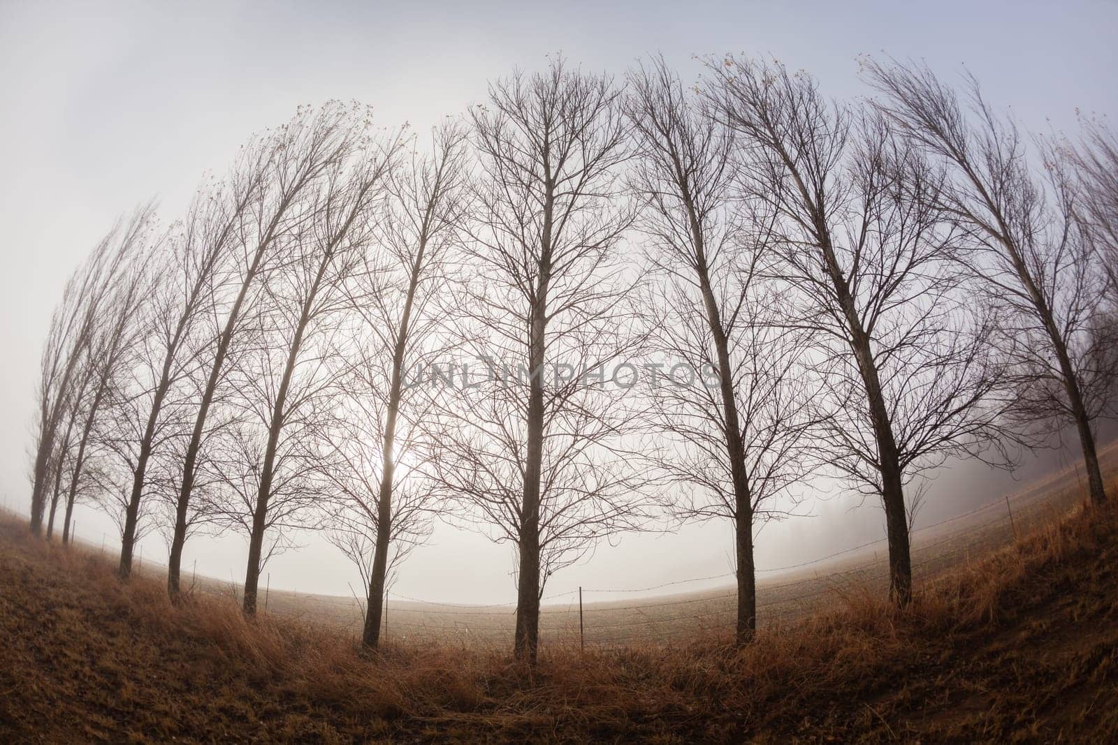 Trees in winter snow mist on the mountain landscape
