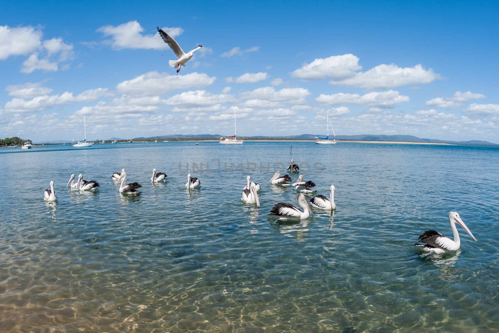 Birds pelicans and seagull living in habitat on blue waters river lagoon in tropics daytime and sunsets.