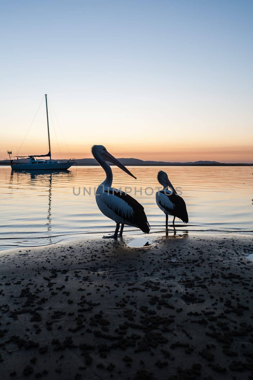 Birds pelicans and seagull living in habitat on blue waters river lagoon in tropics daytime and sunsets.