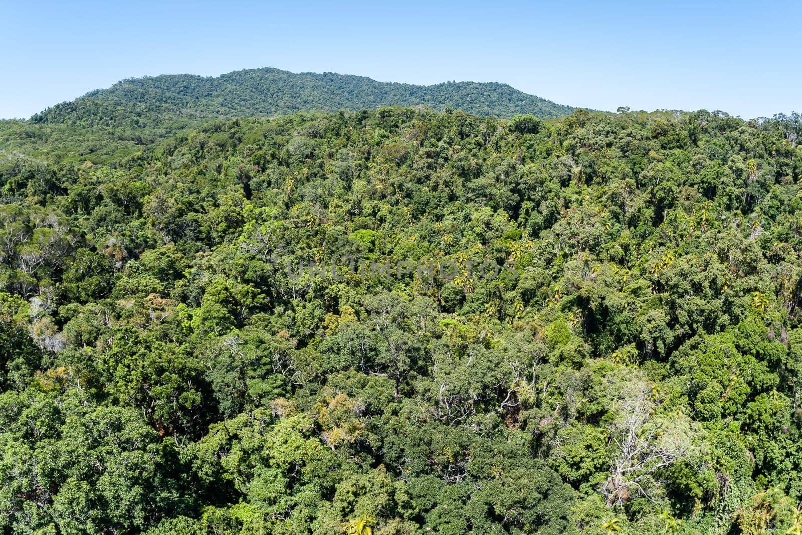 Tropical forest birds eye view over the thick dense scenic landscape
