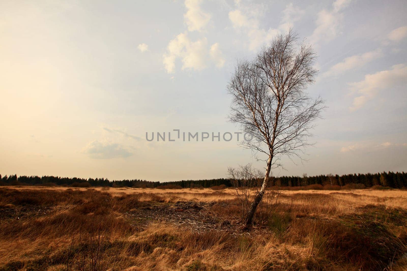 windschief