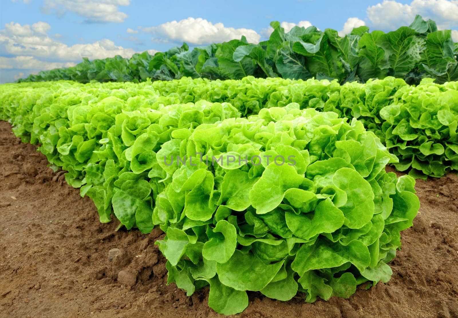 Rows of fresh lettuce plants in the field just before harvest