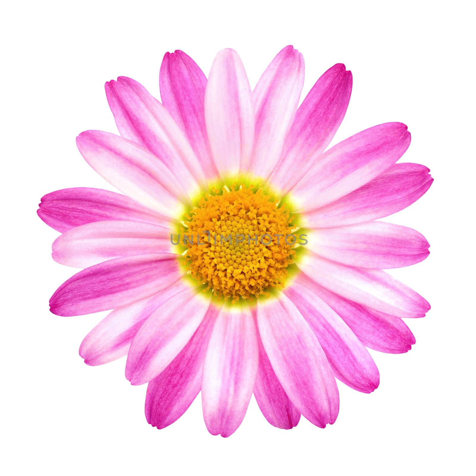 A strong pink marguerite flower on a white background