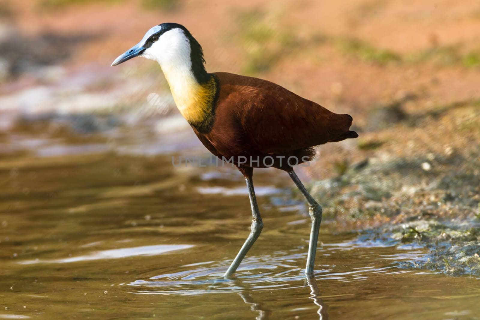 Bird african jacana bird hunting food along wetland shoreline