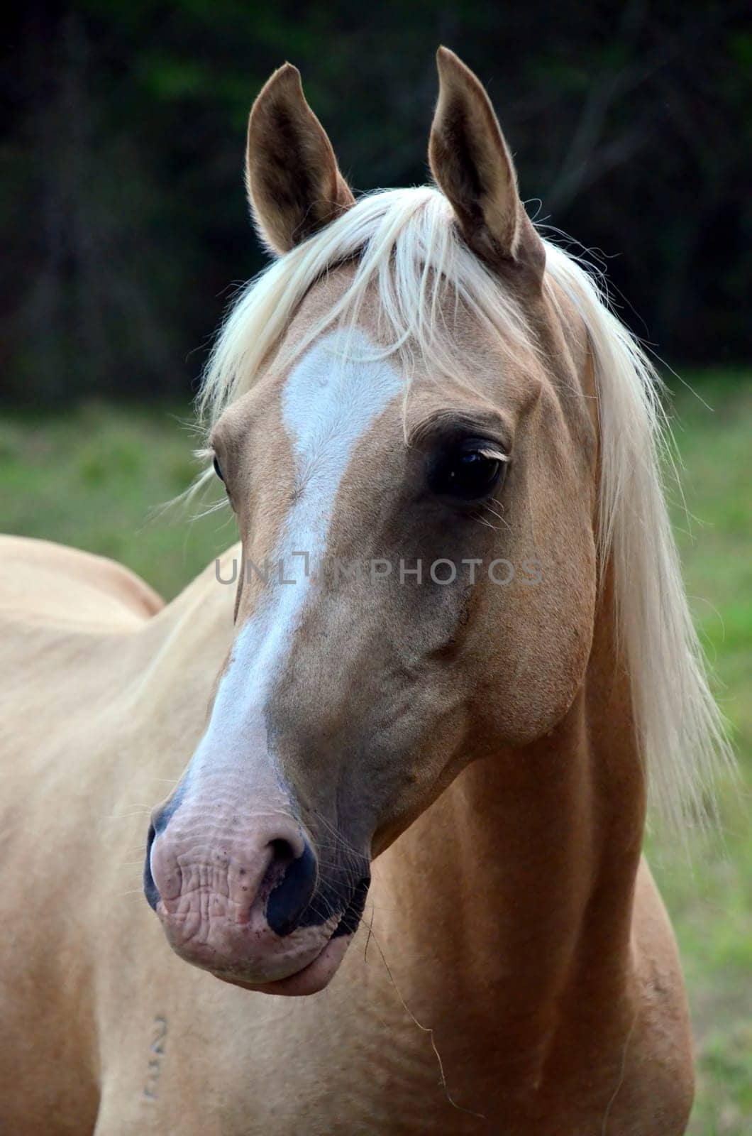 quarterhorse/arab hybrid,palomino