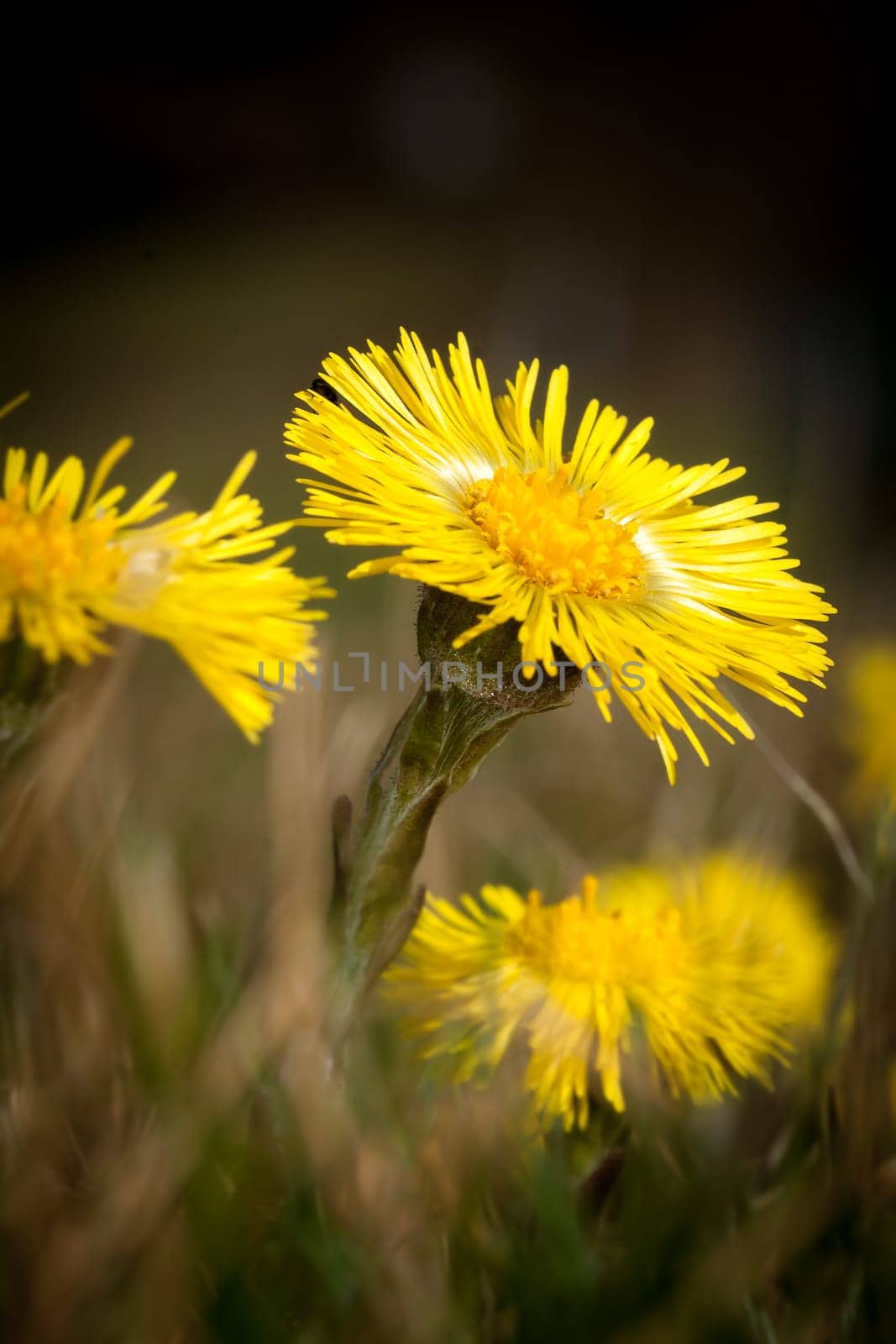 Coltsfoot Medical First Flower on Spring - Latin Name Tussilago Farfara