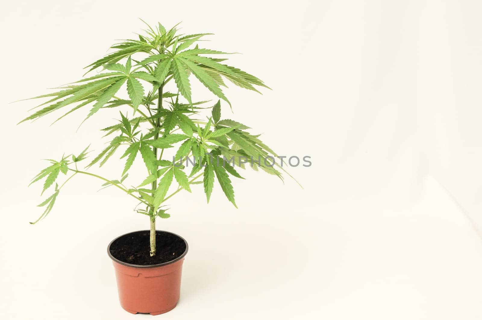 Young Green Leaf Cannabis Indica Plant Marijuana