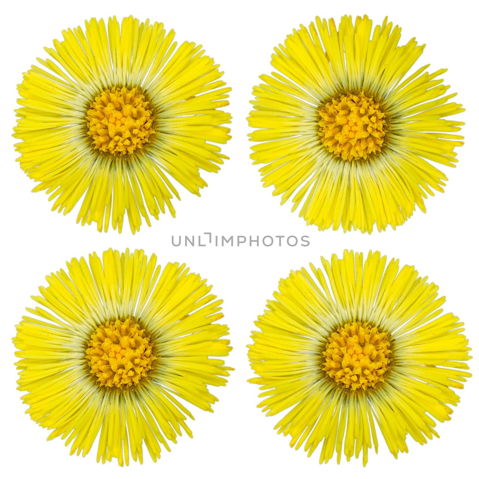Coltsfoot Medical Isolated on White Background - Latin Name Tussilago Farfara