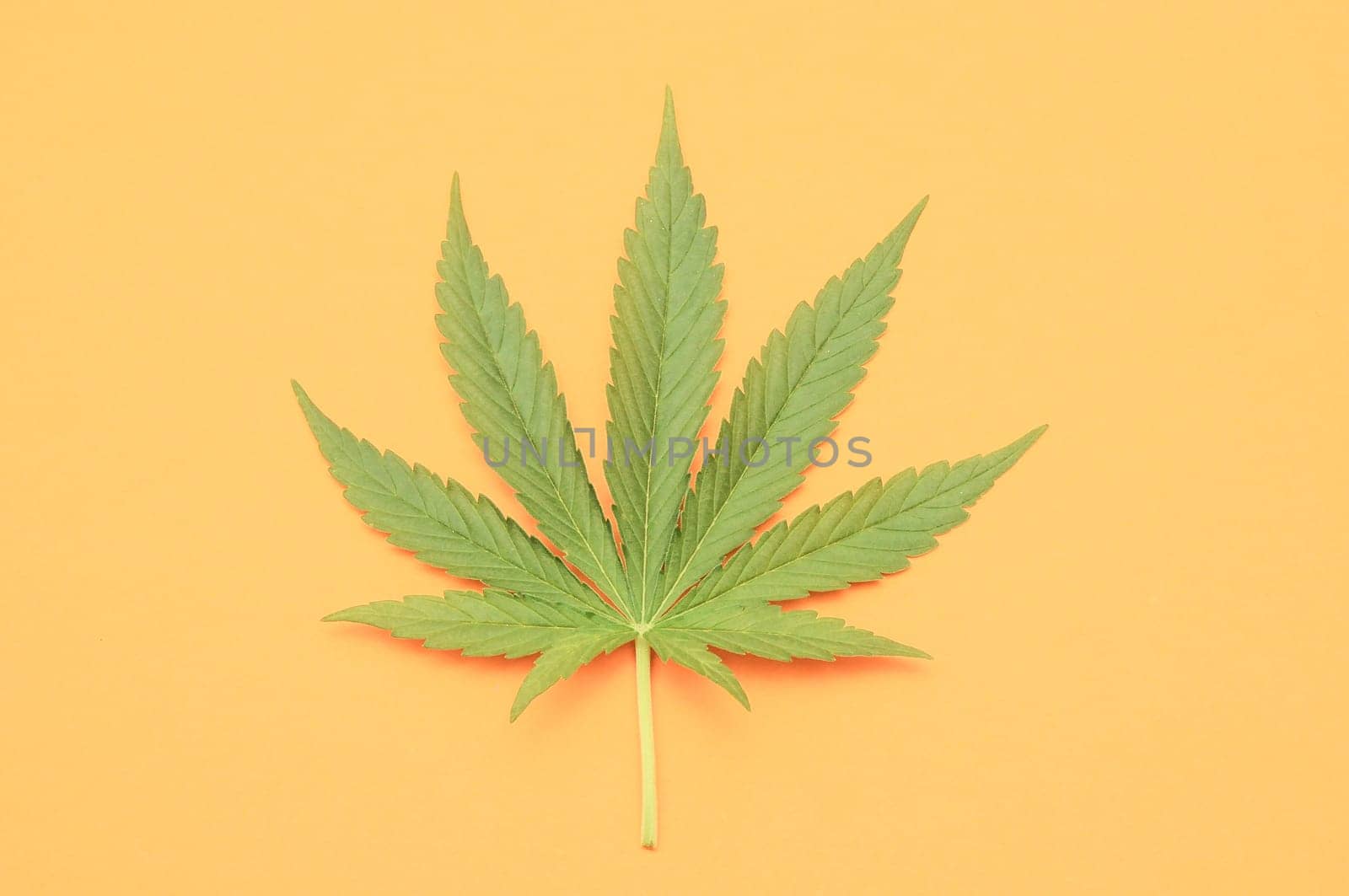 Green Fresh Marijuana Leaf with Seven Tips