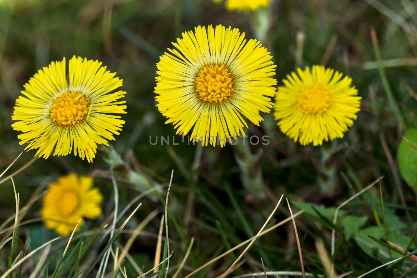 Coltsfoot Medical First Flower on Spring - Latin Name Tussilago Farfara