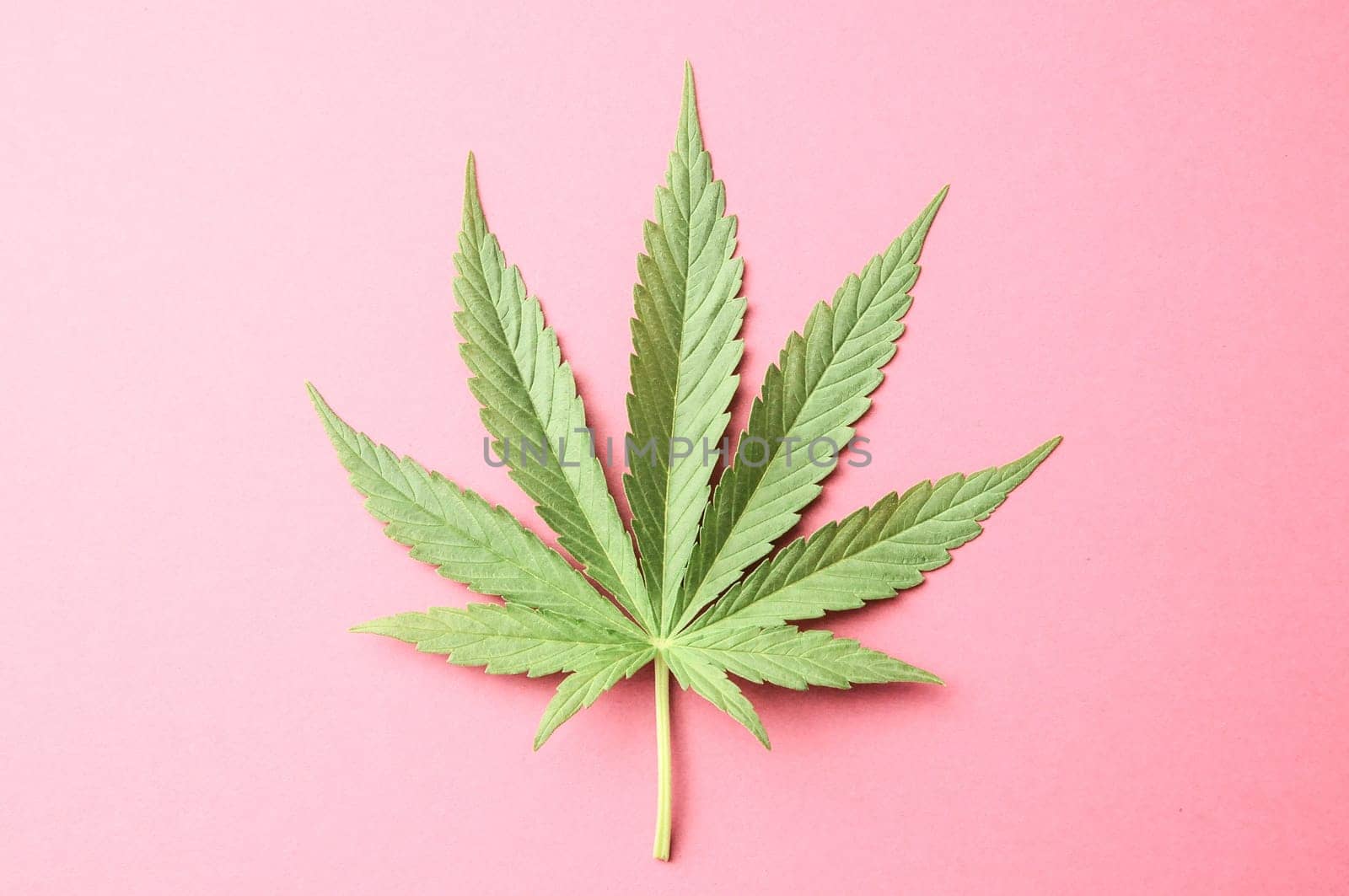 Green Fresh Marijuana Leaf with Seven Tips