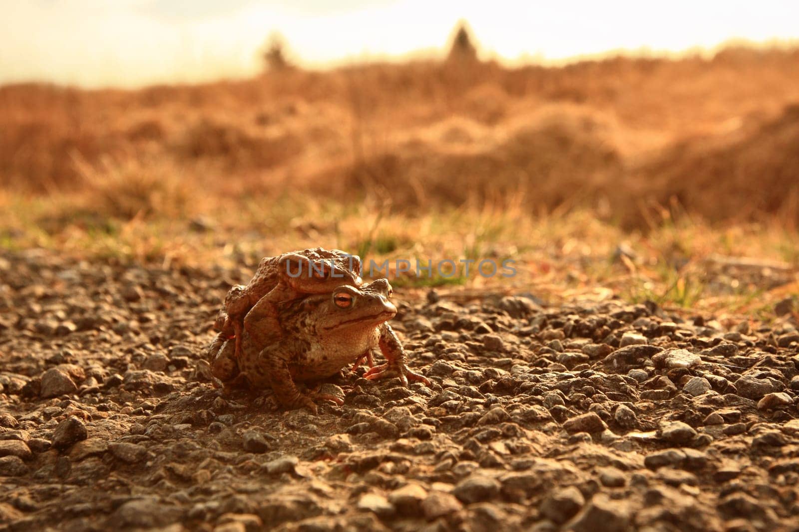 frog migration