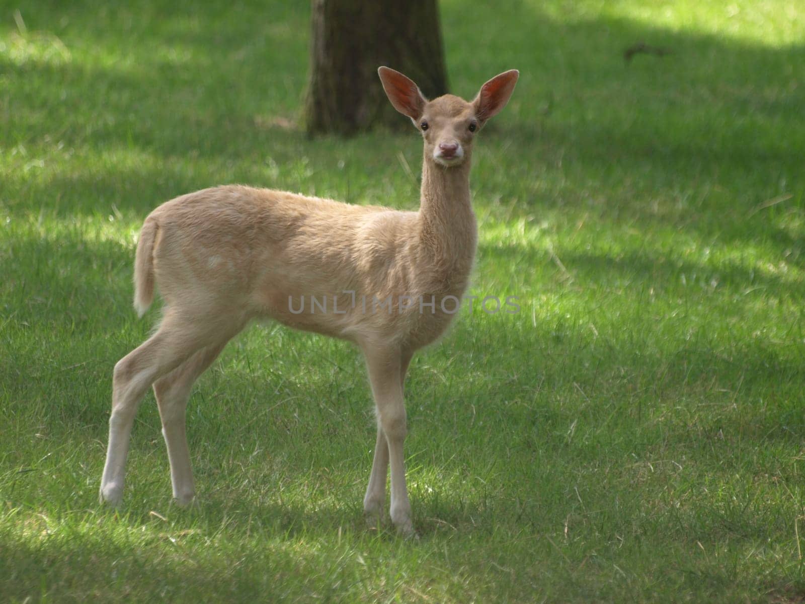 European white deer